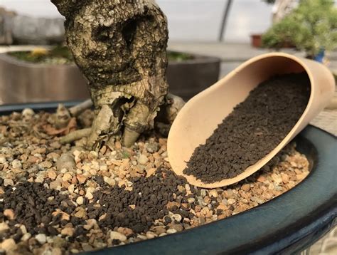 11 Amazing Bonsai Tree Fertilizer for 2024 | Storables