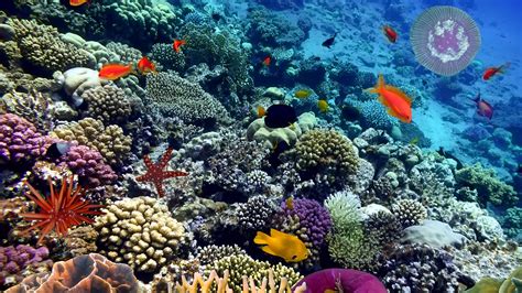 Ocean Coral Reef Fish