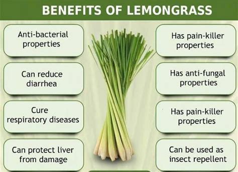 Lemongrass benefits you will fall in love with