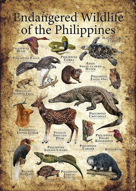 Endangered Wildlife of the Philippines Poster Print - Etsy