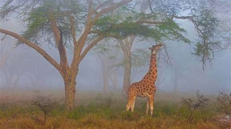 Bing image: The tallest animal in the world on the longest day of the year - Bing Wallpaper Gallery