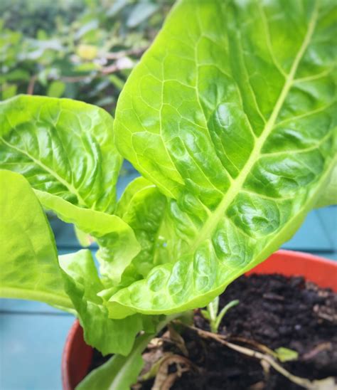 Little gem lettuce - growing and harvesting - Maker gardener