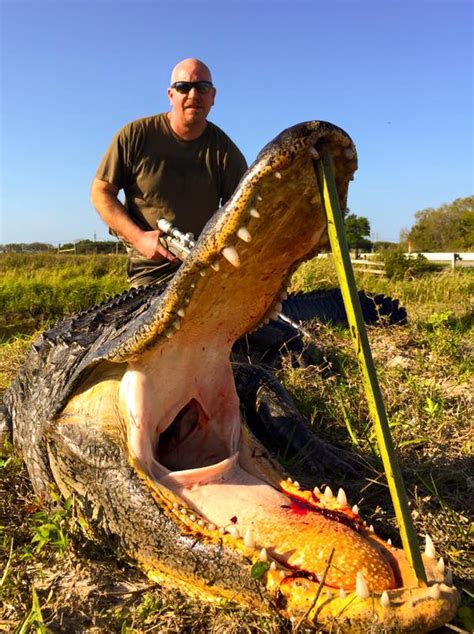 Florida Alligator Hunts - Gator Hunts start at just $800