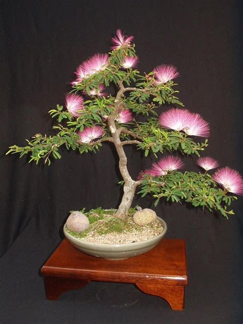 Albizia Julibrissin Mimosa Bonsai Pink Tree 10 seeds Rare | Etsy | Bonsai tree, Bonsai plants ...