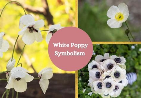 The White Poppy: A Powerful Emblem of Peace and Reflection - Symbol Sage