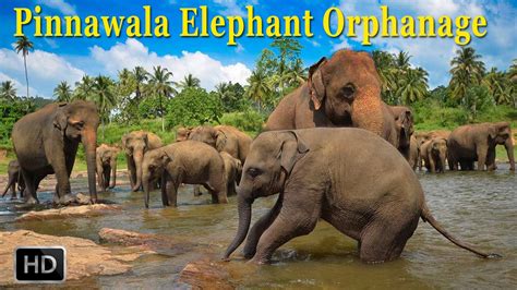 Pinnawala Elephant Orphanage Kegalle Town - Srilanka - 140 Elephants ...