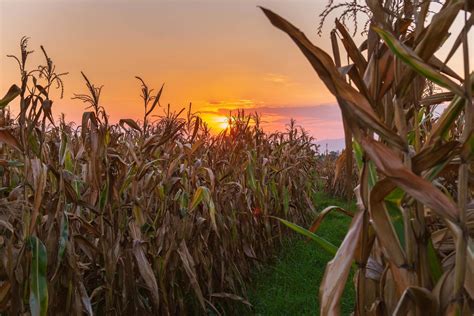 The sunset on the corn field 2405868 Stock Photo at Vecteezy