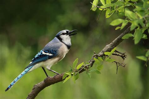 Blue Jay Calls Photograph by Howard Cheek