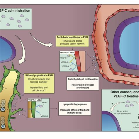 Vascular endothelial growth factor signalling in blood endothelial or... | Download Scientific ...