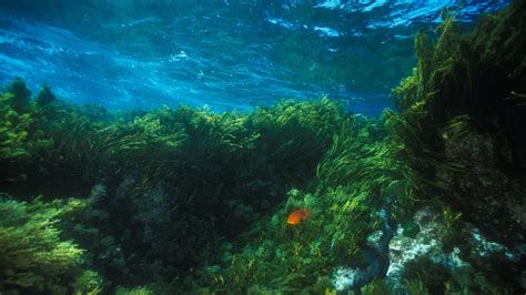 Hainan repairs seagrass beds to boost marine diversity - CGTN