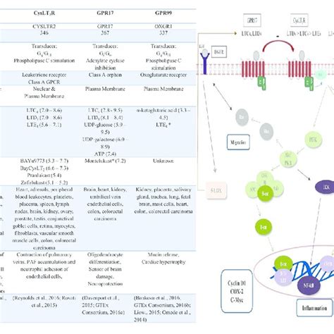 | Cysteinyl leukotriene receptors: pharmacology, distribution, function... | Download Scientific ...