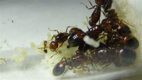 Solenopsis invicta Multi-queen colonies | RIFA Experiment(s) - Ant Keeping Journals - Ants ...