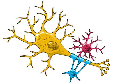 Free Neuron Cliparts, Download Free Neuron Cliparts png images, Free ...