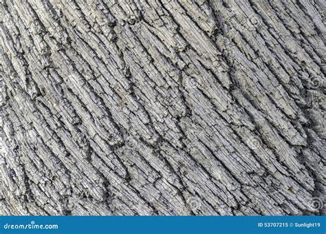 Detail of the Bark on a Holm Oak Tree. Stock Image - Image of forest, surface: 53707215