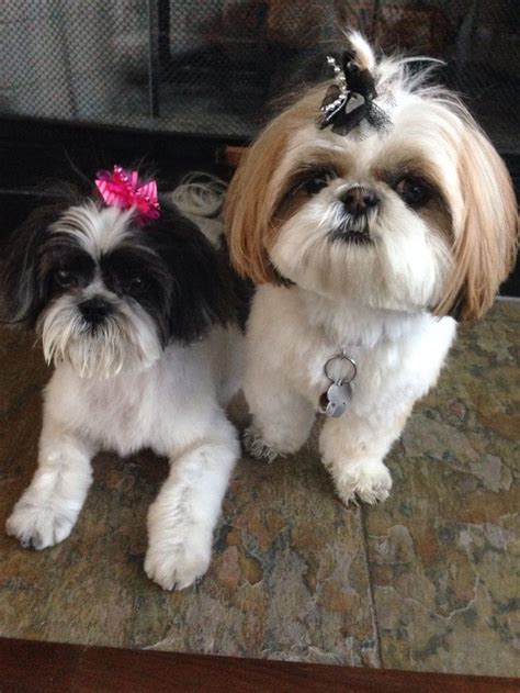 Pepper & Chloe with their hair bows | Shih tzu dog, Shitzu dogs, Teddy bear dog puppies