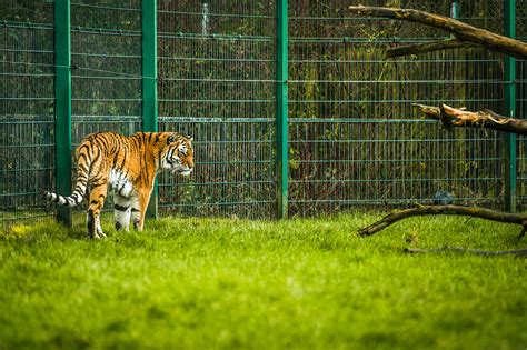 Blackpool Zoo - An Award-Winning Zoo in the Heart of the Popular Seaside Town – Go Guides