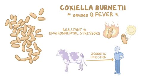 Coxiella burnetii (Q fever): Video & Anatomy | Osmosis