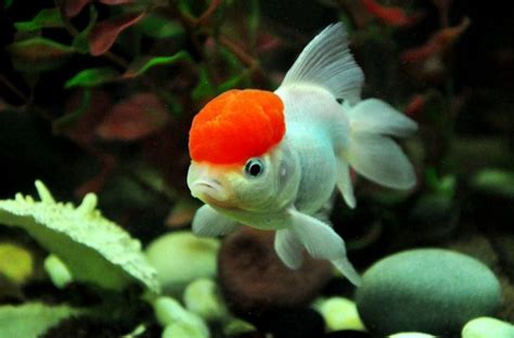 Oranda Goldfish: The Majestic Marvel of Aquariums