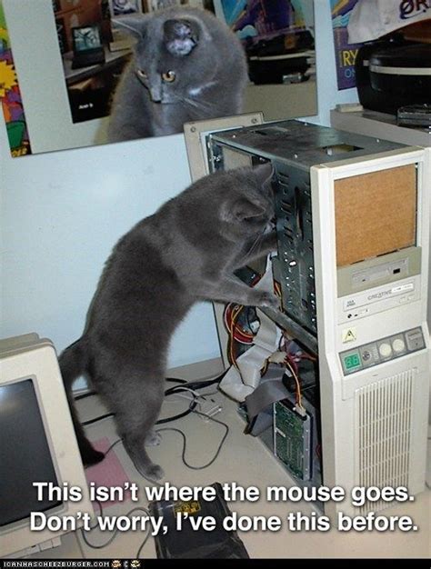 Cat Computer Repair - we always compare the amount of dust and fur we blow out of computers in ...