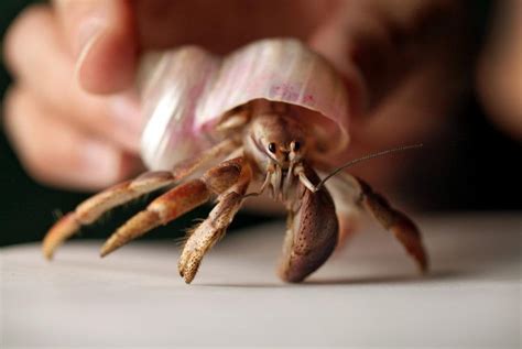 What do Hermit Crabs Eat | Hermit Crabs Diet