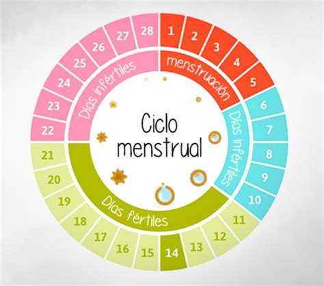 Mapa Conceptual Del Ciclo Menstrual Donos | Porn Sex Picture