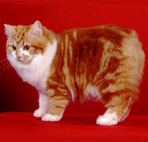 Cymric cat breed | Cat breeds, Cymric, Cats