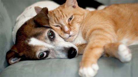 photo de chien et chat mignon