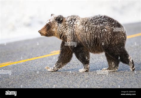 Grizzly bear in the snow Stock Photo - Alamy