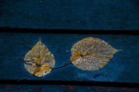 Dead Leaves Blue Leaf - Free photo on Pixabay - Pixabay