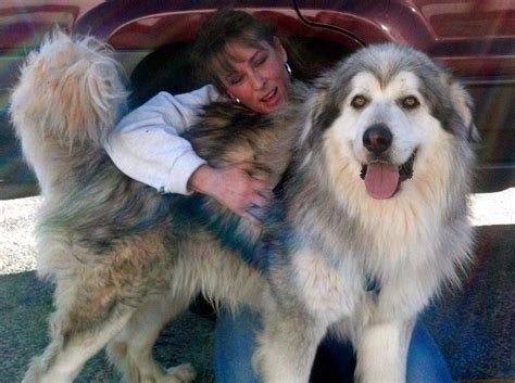 Alaskan Malamute Great Pyrenees Mix For Sale - MIXERXH