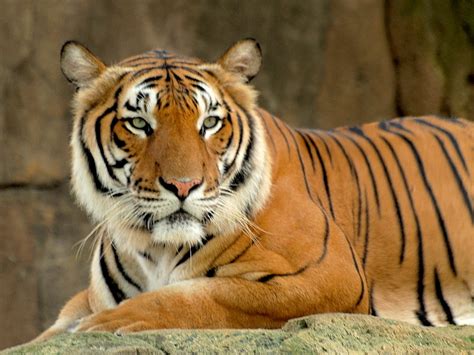 Malaysian Tiger | The Biggest Animals Kingdom