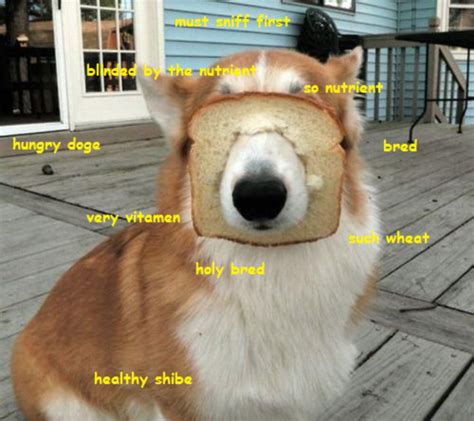 Bread | Doge | Know Your Meme