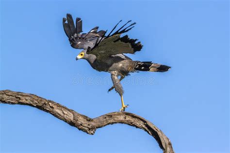 African Harrier-Hawk in Kruger National Park, South Africa Stock Image - Image of prey ...