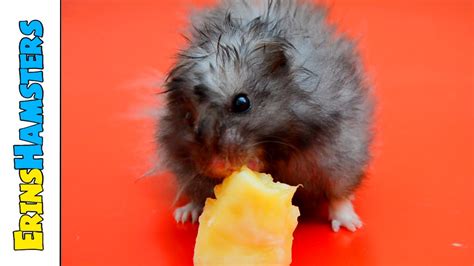 The Most Dramatic "Hamster Eating A Banana" Video You Will Ever See! - YouTube