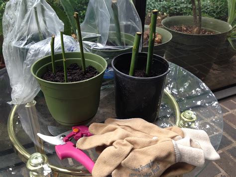 How To: Propagate Roses From Cuttings - Peace 107:7