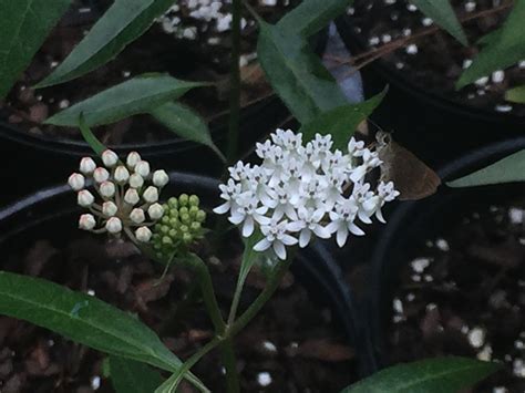 A. White Milkweed Seed – Florida Native Wildflowers