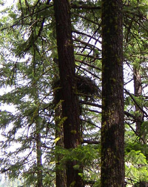 Northern Goshawk | Los Padres ForestWatch