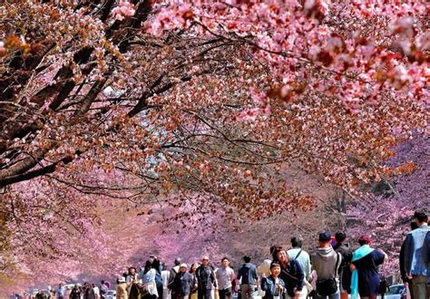 2023/2024 All Top 4 Best Cherry Blossom Spots Guide and Viewing Date in Hokkaido - Japan Cherry ...