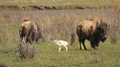 Native American Ceremony Will Celebrate Birth Of White Buffalo Calf In ...