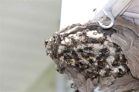 Bald Faced Hornet Nest: Everything You Need to Know - Midway Pest Management