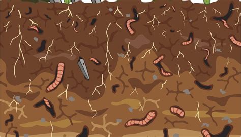 Habitat of Earthworms | Animals - mom.me