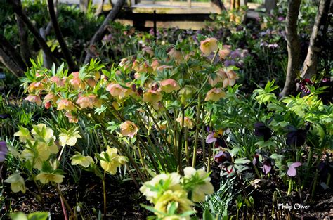 Hellebores – Yard 'N Garden Land