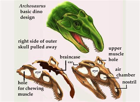 Whole Hole Catalogue – How to be a Dino-Skull Sleuth | BEYONDbones