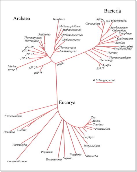 Phylogenetic Tree for Bacteria, Archaea, and Eucarya | Flickr