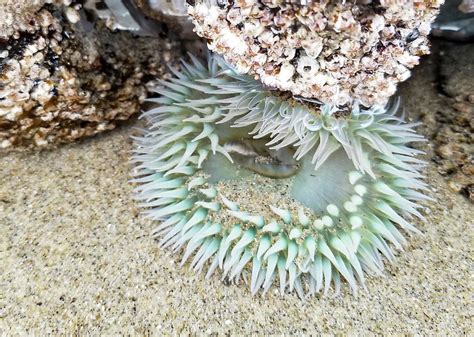 Giant Green Sea Anemone Photograph by Lindy Pollard - Pixels