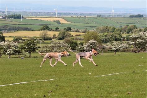 Hound Trailing Association prepares for big meet - cumbriacrack.com