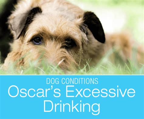 Excessive Thirst in a Dog: Oscar's Increased Drinking