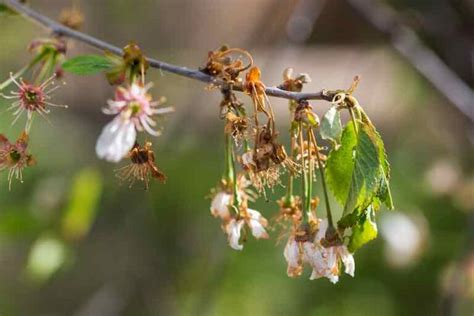 Apricot Tree Diseases: How to Identify, Treat, and Prevent Apricot Tree ...