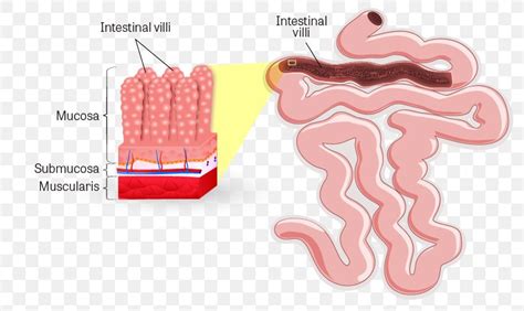 Intestinal Villus Small Intestine Lumen Gastrointestinal Tract Large ...