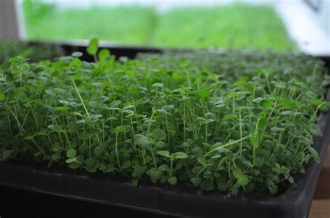 How To Grow Marjoram - Urban Cultivator